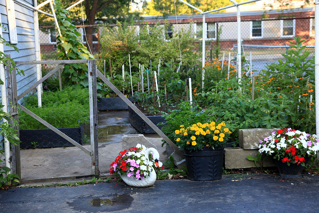 vegetable garden